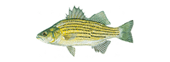 Yellow Bass